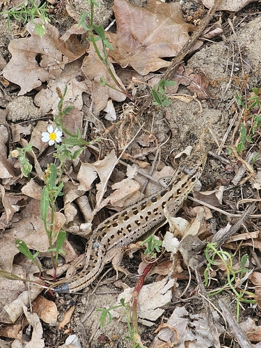 Sand Lizard