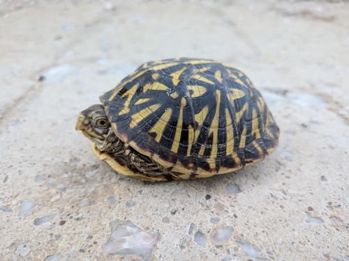 Ornate Box Turtle