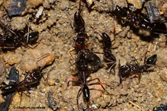 Odontomachus simillimus