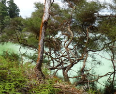 Kunzea tenuicaulis