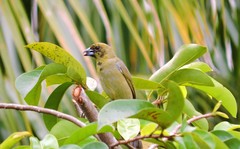 Schistochlamys melanopis