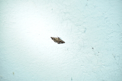 Toxonprucha repentis