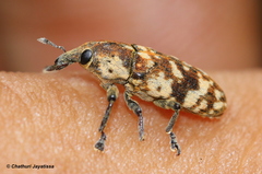 Hypolixus pica