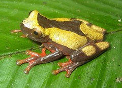 Dendropsophus triangulum