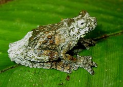Dendropsophus marmoratus