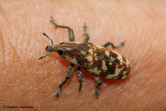 Hypolixus pica
