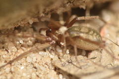 Pterotricha simoni