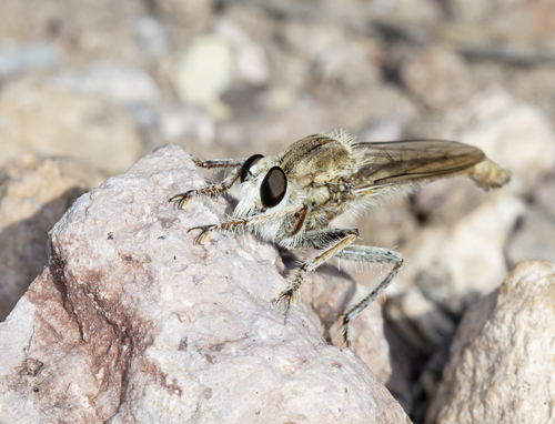Proctacanthella exquisita