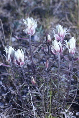 Castilleja pallida caudata