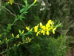 Genista tinctoria