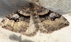 Xanthorhoe defensaria