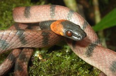 Siphlophis compressus