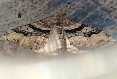 Xanthorhoe defensaria