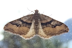 Xanthorhoe defensaria