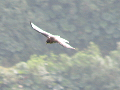 Buteo albigula