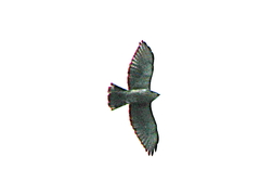 Buteo albigula