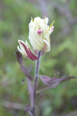 Castilleja hyperborea