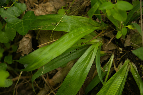 White bear sedge (Carex albursina)