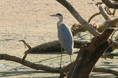 Ardea cinerea