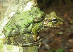 Osteocephalus cannatellai