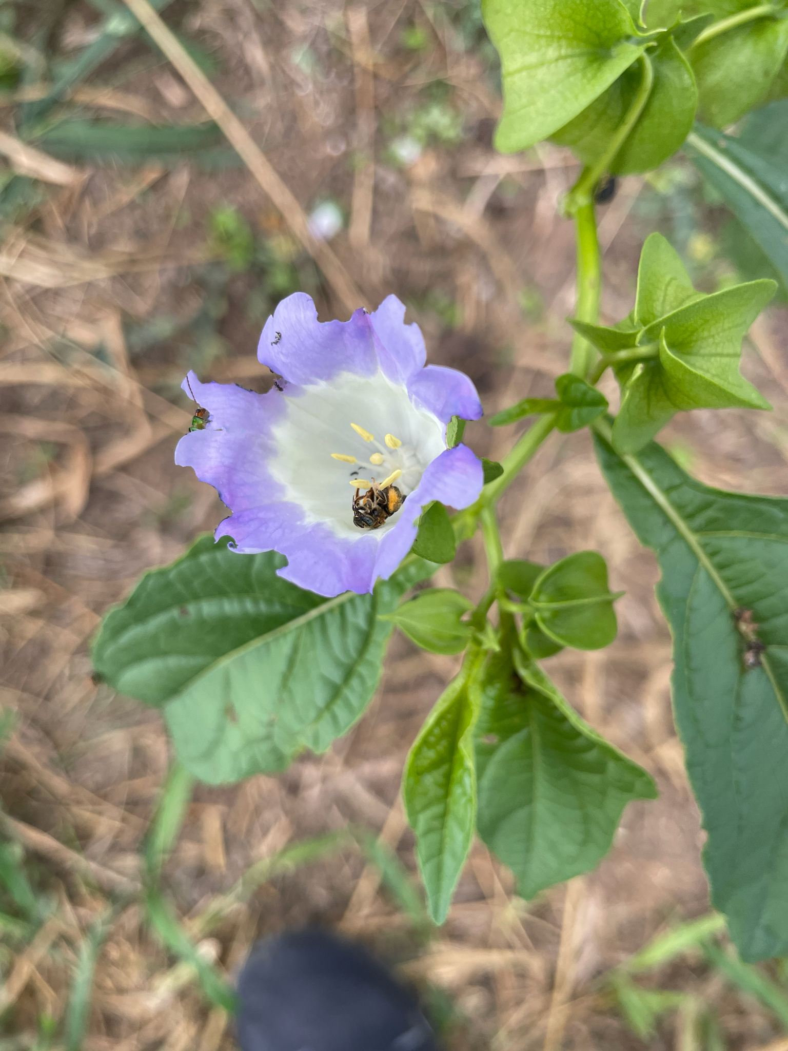 Nicandra physalodes