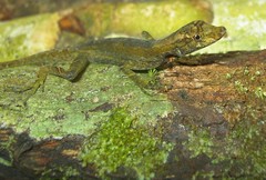 Anolis trachyderma