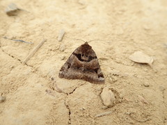 Euclidia ardita