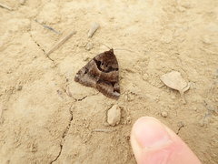 Euclidia ardita