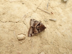 Euclidia ardita