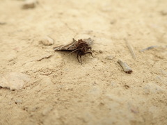 Euclidia ardita