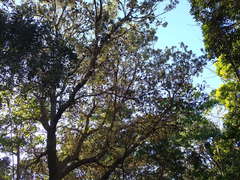 Banksia integrifolia