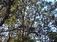 Banksia integrifolia