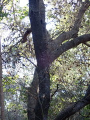 Banksia integrifolia
