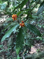 Pittosporum rubiginosum