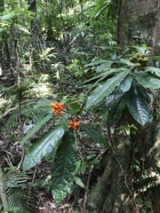 Pittosporum rubiginosum