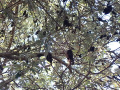 Banksia integrifolia