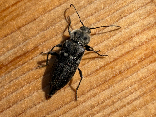 House Longhorn