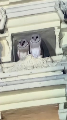 Eastern Barn Owl