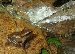 Pristimantis conspicillatus