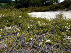 Kunzea tenuicaulis
