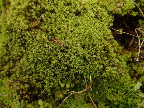 Vinealobryum insulanum observed 2026-06-03