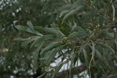 Juliflorae