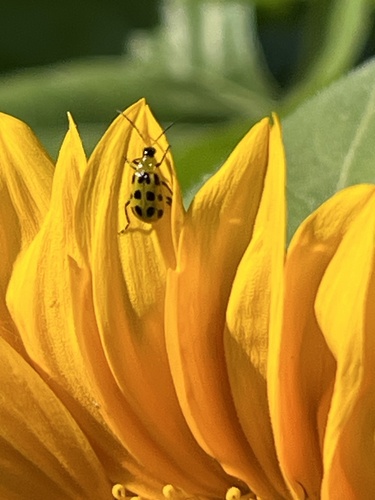 Spotted Cucumber Beetle
