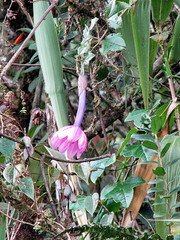 Passiflora cumbalensis