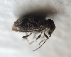 Ptinomorphus granosus