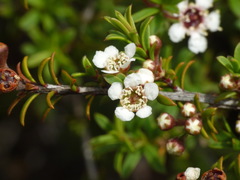 Kunzea tenuicaulis