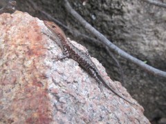 Lampropholis mirabilis