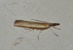 Ptochostola microphaeellus