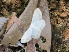 Scopula propinquaria