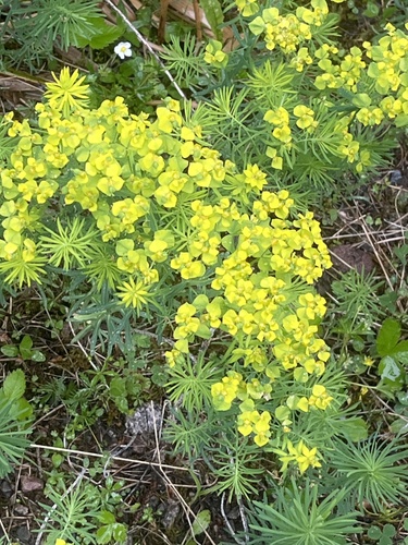 cypress spurge